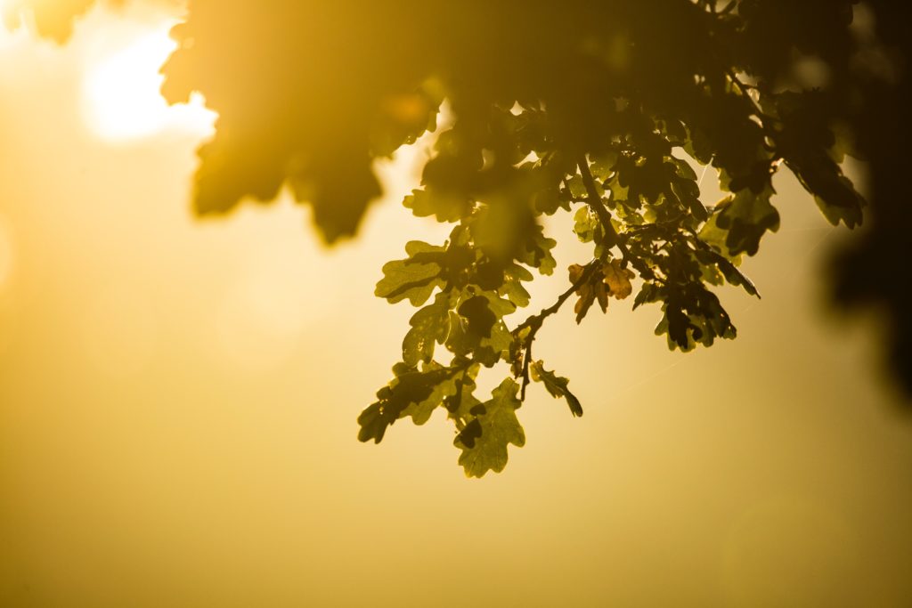 culture of mental wellness